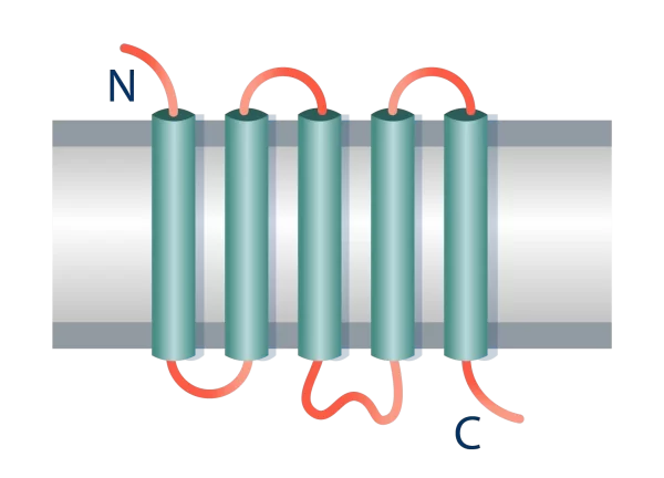 Membraneprotein-7b2bf2ad-1920w-aspect-ratio-250-180