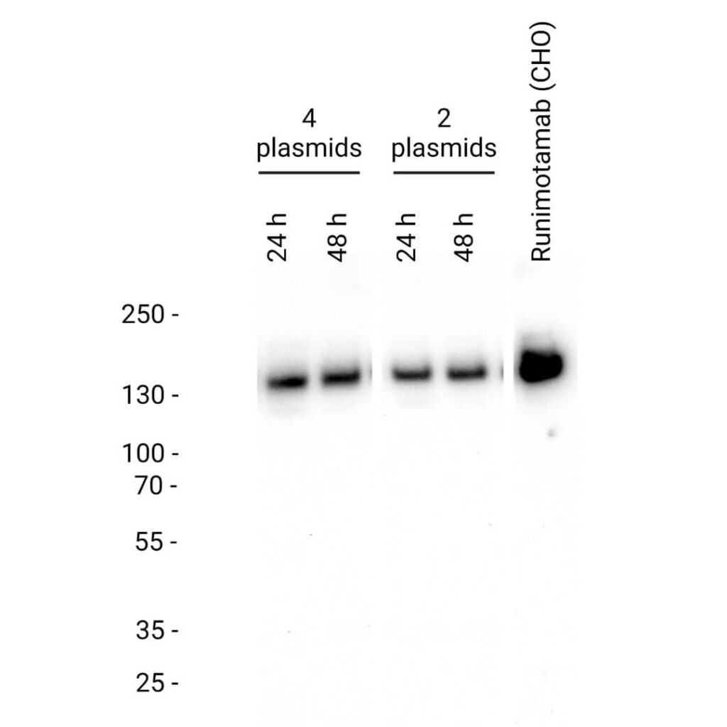 Bi-specific case study template number test figure