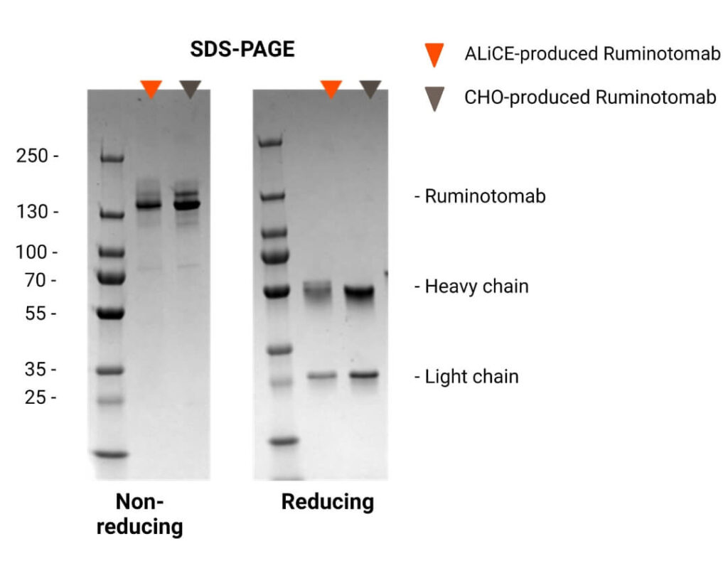 Bi-specific case study SDS-PAGE figure (1)