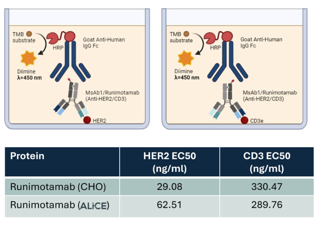 Bi-specific case study SPR analysis figure (1)