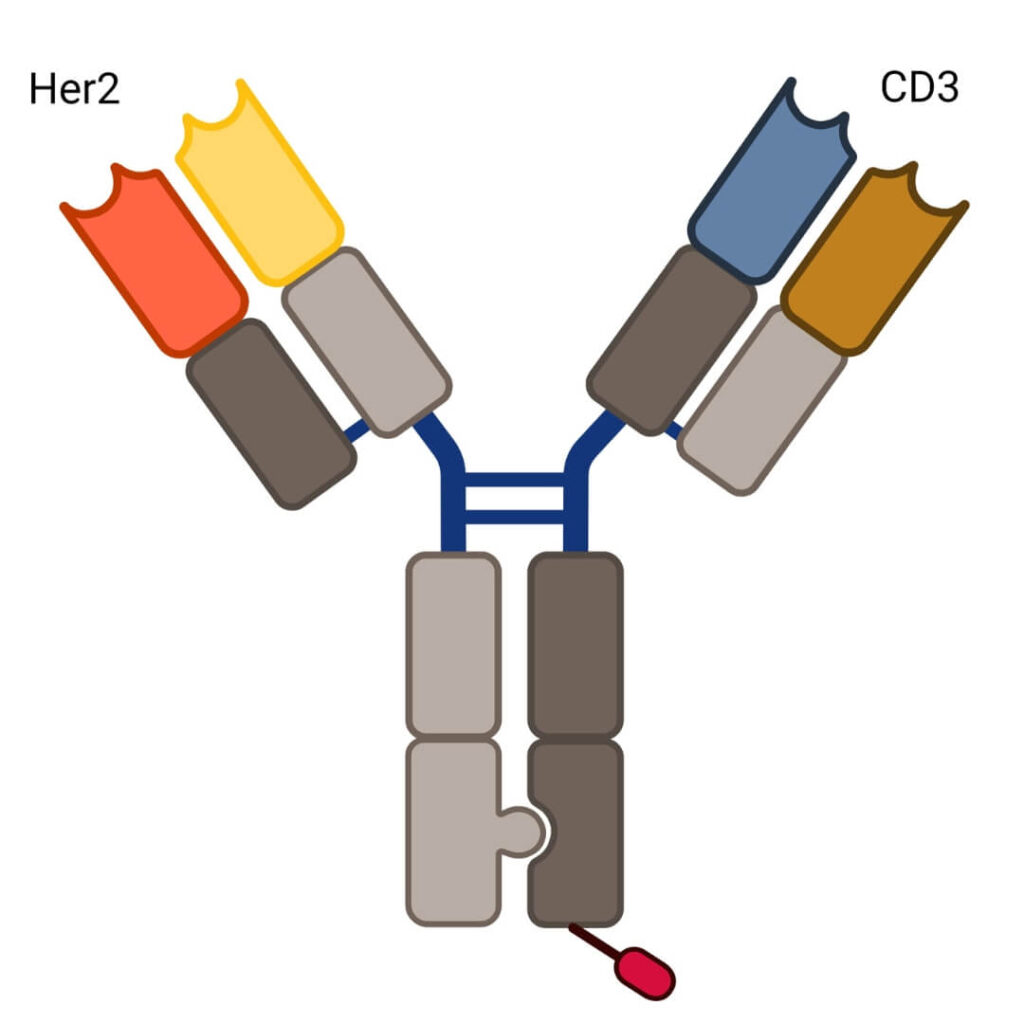 Bi-specific case study molecule image LenioBio colors 2